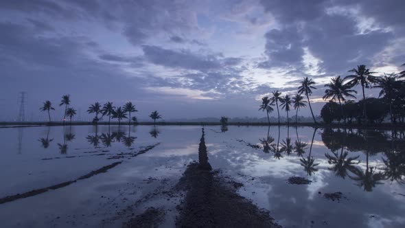 Timelapse two row coconut trees