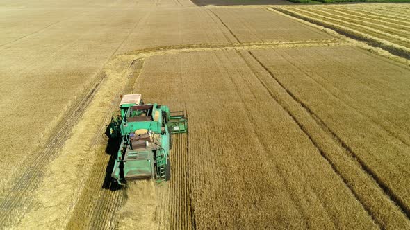 Aerial Drone Footage. Following Combine Harvester Gathers the Wheat. Harvesting Grain Field