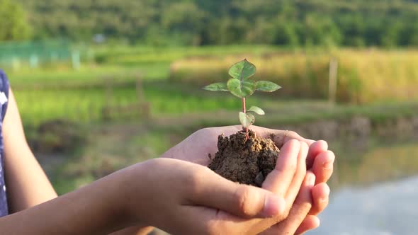 Hand Holding Plant