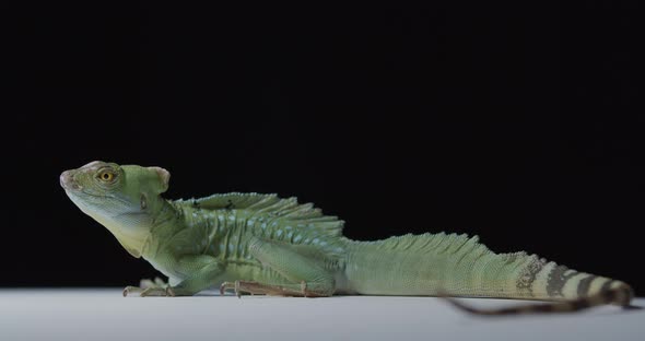 Green Iguana with Striped Tail is Looking Around Studio Footage Wildlife