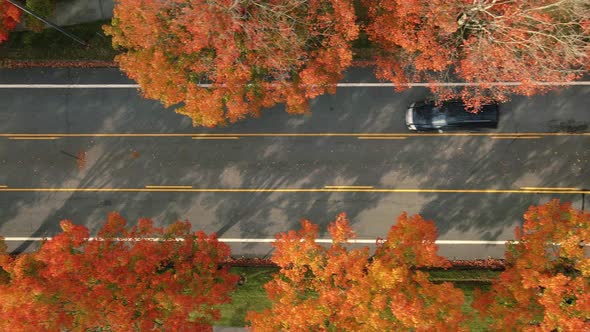 Birds Eye View Of Black Car Driving Under Fall Color Trees