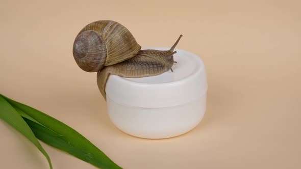 Snail Mucin Cream with Beauty Skin Care