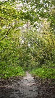 Vertical Video Autumn Forest By Day