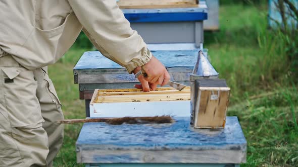 Close up of beekeeper holding and inspecting the honeycombs