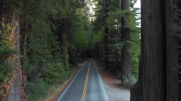 Hovering forward over the roadway at The Avenue of Giants in California.  A road running through epi