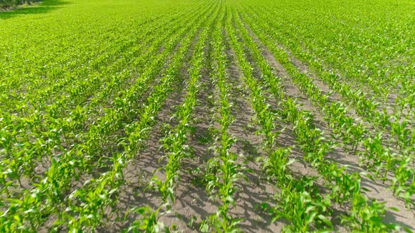 Rows of Green Corn Shoots in Summer