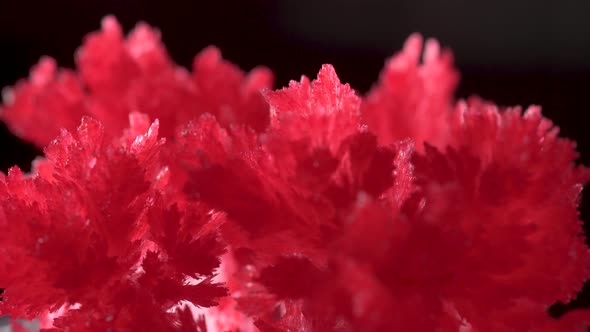 Beautiful Red Crystals Appeared As a Result of a Home Experience with Chemicals. The Crystallization