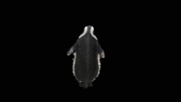 Penguin Dancing HD