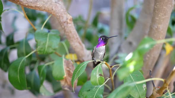 Slow motion shot of a stunning bright pink Annas Hummingbird sitting on a small green tree branch af