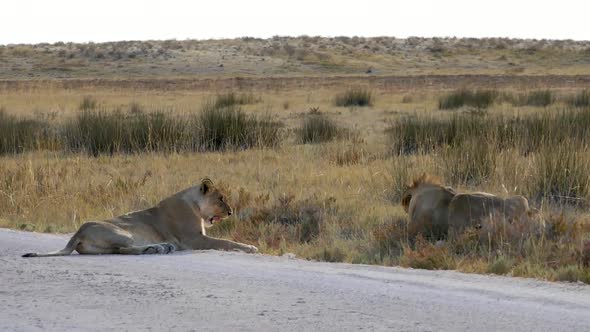 Yawning Lion While Resting on a Road in Etosha Namibia