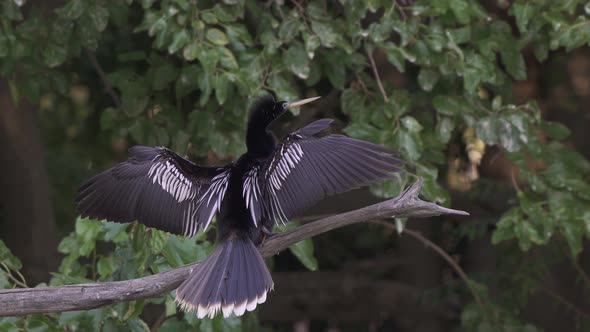 Close up of a black anhinga bird drying its wings wide open while standing on a branch in its natura