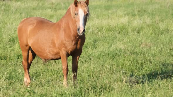 Beautiful Chestnut Horse Grazes on a Green Field