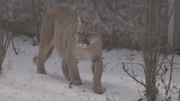 Puma in the Woods Mountain Lion Single Cat on Snow