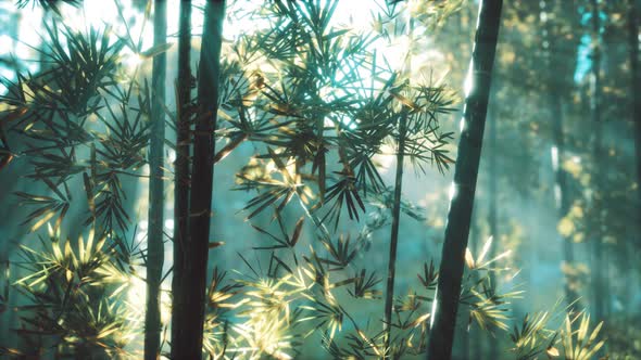 Asian Bamboo Forest with Sunlight