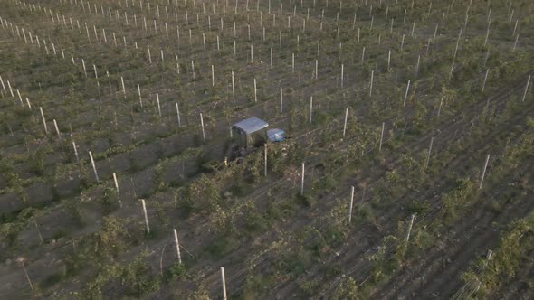 Aerial view farmer on tractor mowing weeds between rows of grapevines in vineyard landscape