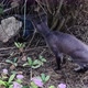 Sphynx Cat Walks Outdoors Looks Around Fearfully Stepping Cautiously - VideoHive Item for Sale