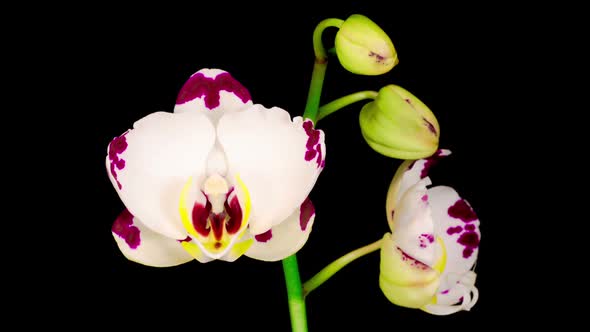 Blooming White Orchid Phalaenopsis Flower