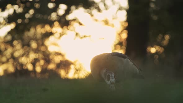 Egyptian Goose (alopochen aegyptiaca), British wildlife and birds in Richmond Park at sunset in Lond