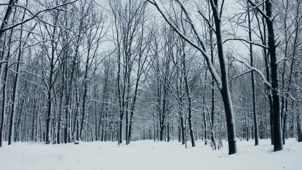 Snowy Forest Winter Nature Cold Fall Move Beautiful Steady Shot