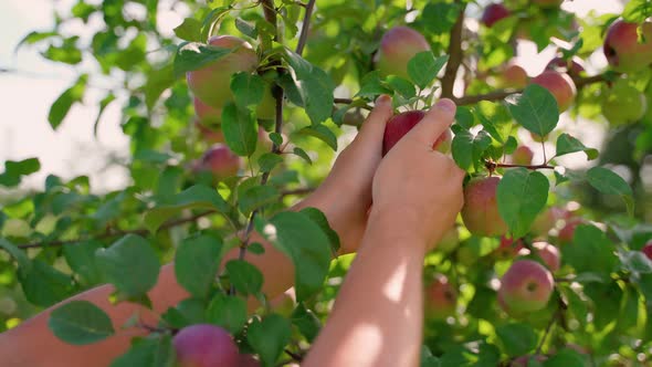 Farmer inspecting ripe apple on branch at farm in sunny day