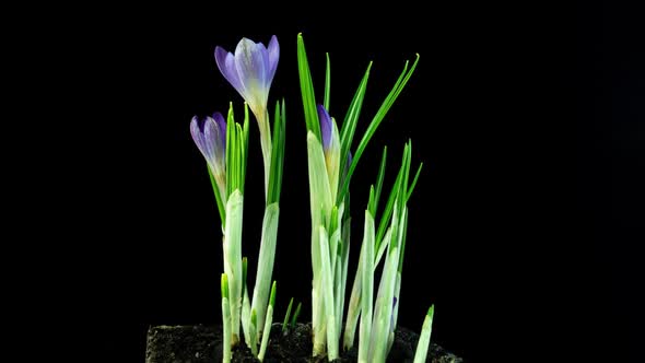 Timelapse of Several Violet Crocuses Flowers Grow Blooming and Fading on Black Background
