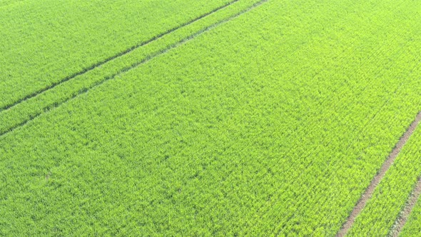Slow flight above agricultural field of wheat 4K drone video