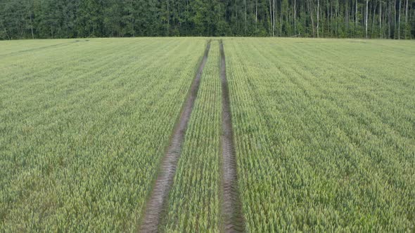 Aerial View of Winter Wheat Field