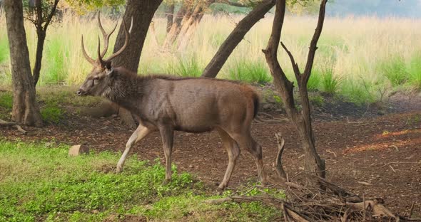 Beautiful Male Sambar (Rusa Unicolor) Deer Walking in the Forest of Ranthambore National Park