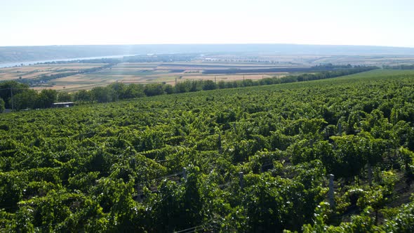 Beautiful View of a Large Green Field of Vineyard