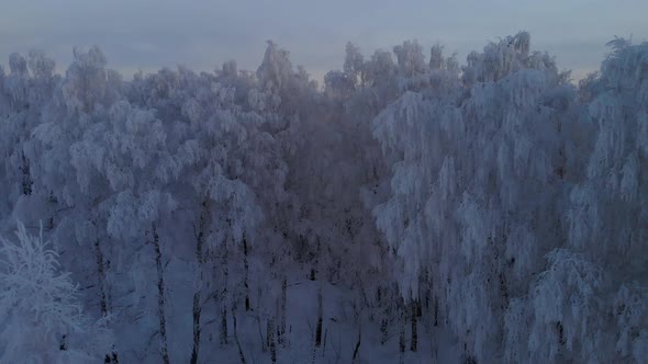 Frosty branches of trees at night in the forest