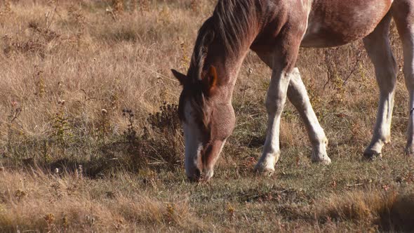 Horse grazing on field in autumn