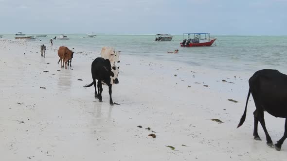 Herd of African Humpback Cows Walks on Sandy Tropical Beach By Ocean Zanzibar