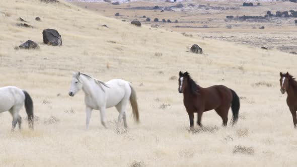 Wild horse herd running through the West Desert in Utah