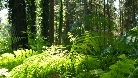 Forest Undergrowth