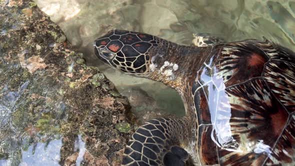 Slow motion clip of a sea turtle swimming near the shore, searching for food. Shot above the sea lev