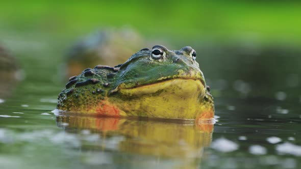 Closeup Of Adult Male African Bullfrog, Pixie Frog In The Water Makes A Mating Call.