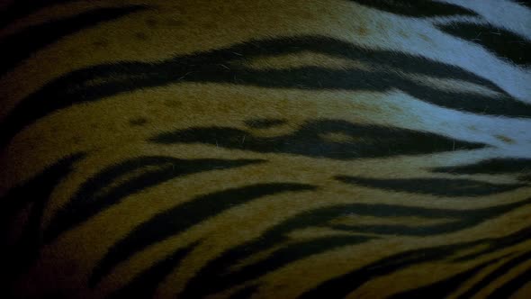 Tiger Breathing In The Evening Detail