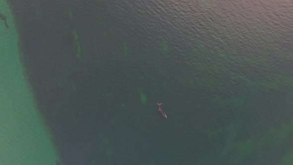 Aerial view of a whale in the waters off the coast of Peninsula Valdes, Chubut Province, Argentina