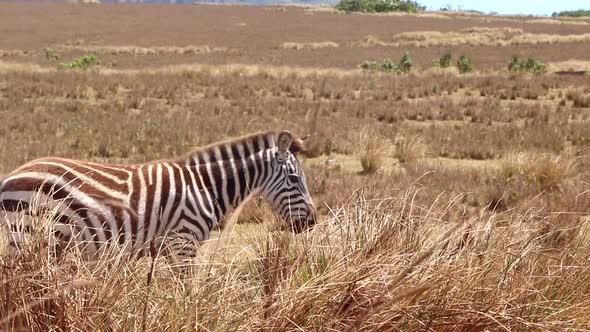 Close Up of a Lone Zebra Walking and Feeding in the Plains of the Serengeti in Tanzania, Slow Motion