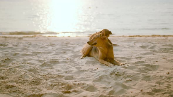 brown local dog sits on a sand beach