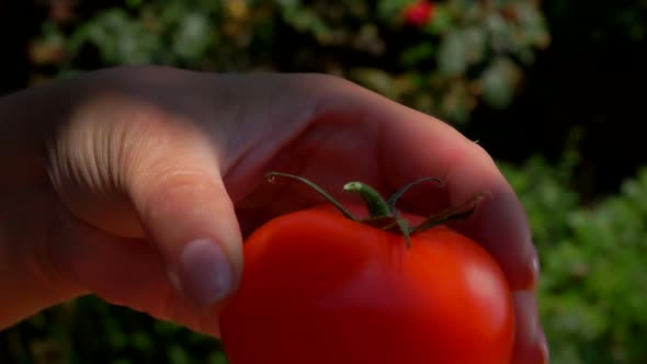 Closeup Panorama of the Hand Putting Red Tomatoes in a Wooden Box with Shavings