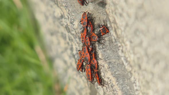 The Firebug, Pyrrhocoris Apterus. Beetles in Nature