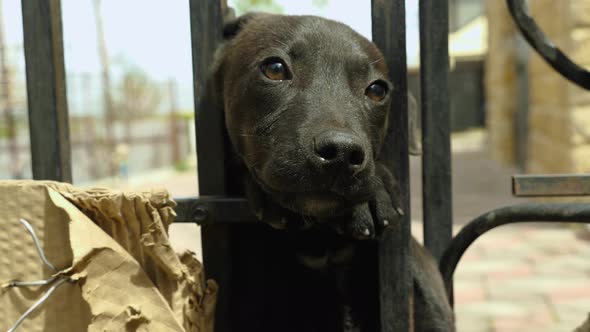 Close-up of a cute cuddly black puppy poking his head through the bars of a black lattice
