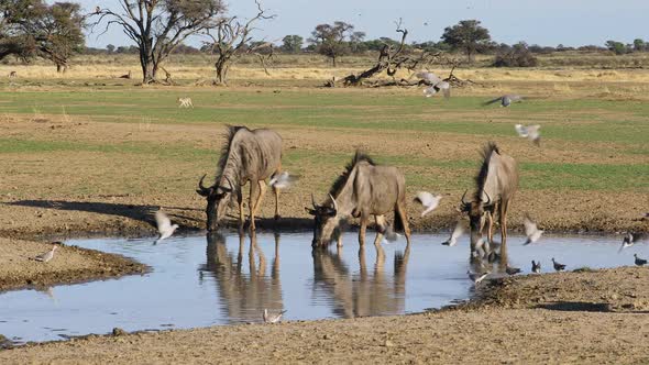 Blue Wildebeest Drinking Water - Kalahari Desert
