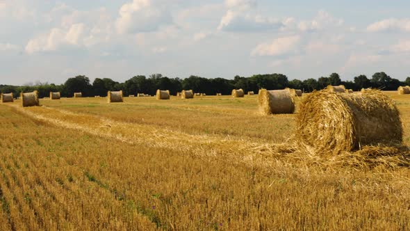 Hay Stacks Bales with Wheat Field After Harvest with Hay Rolls Agriculture