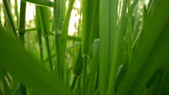 Camera Moving Backwards Among Green Grass That Is Waving in Wind. Probe Lens Shot, 