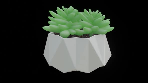 Low Poly Succulent Plant