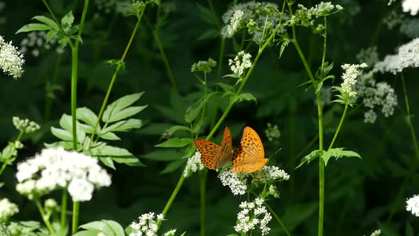 Butterflies On A White Flower