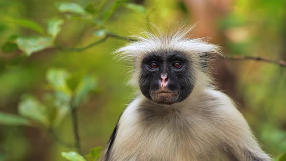 Red Colobus Monkey Sitting on Tree and Resting Visible Dark Face
