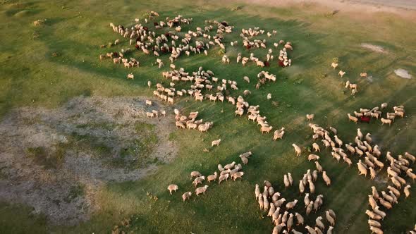 Aerial Drone View Of Sheep Herd Feeding On Grass